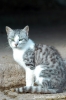 cornacchino_gatto07