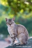 cornacchino_gatto09