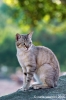 cornacchino_gatto10
