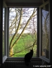 gatto_due01