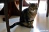 gatto_due02