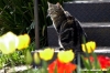 gatto_due11