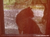gatto_due14
