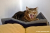 gatto_due20
