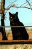 gatto_nero3
