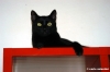 gatto_oscar01_031122