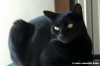 gatto_oscar2_041124