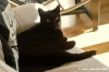 gatto_oscar3_041218