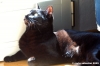gatto_oscar4