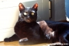 gatto_oscar7