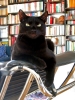 gatto_oscar7_041125