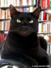 gatto_oscar8_041125