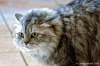 gatto_persiano001