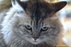 gatto_persiano005