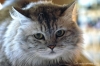 gatto_persiano006