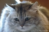 gatto_persiano008