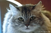 gatto_persiano009