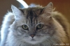 gatto_persiano012