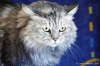 gatto_persiano014