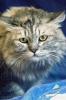 gatto_persiano017