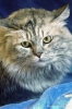 gatto_persiano018