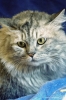 gatto_persiano020