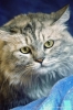 gatto_persiano021