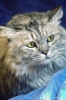 gatto_persiano023