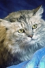 gatto_persiano025