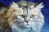 gatto_persiano028