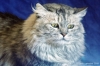 gatto_persiano030