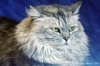 gatto_persiano031