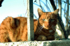 gatto_rosso1