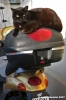 gatto_scooter
