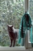 gatto_totti17