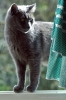 gatto_totti23
