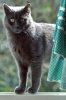 gatto_totti24