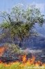 incendio19