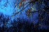 luminarie_alberi1