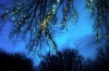 luminarie_alberi2