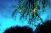 luminarie_alberi3