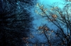luminarie_alberi4