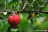 albero_mele02