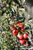 albero_mele1