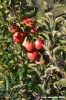 albero_mele2