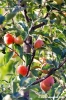 albero_mele4