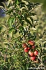 albero_mele5