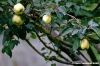 albero_mele_cotogne