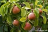 albero_pere1