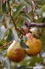 albero_pere3